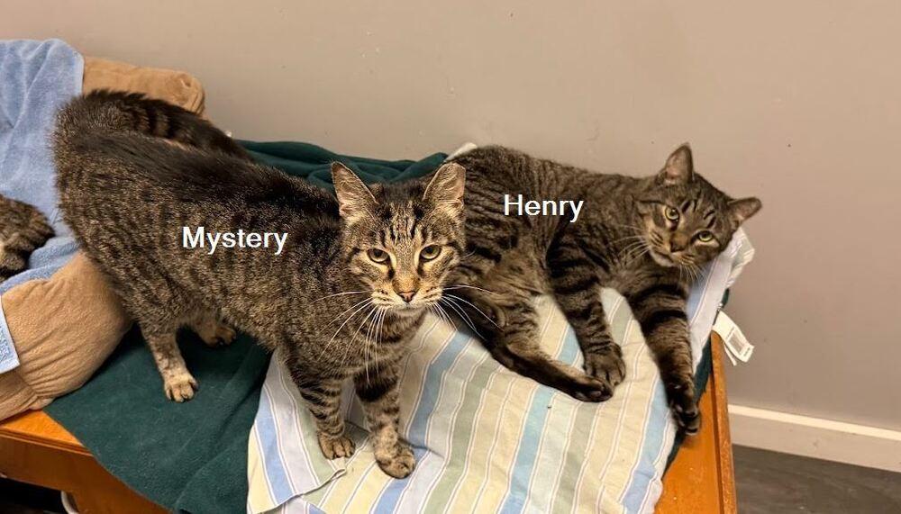 Mystery, Adoptable, Senior Female Domestic Short Hair.