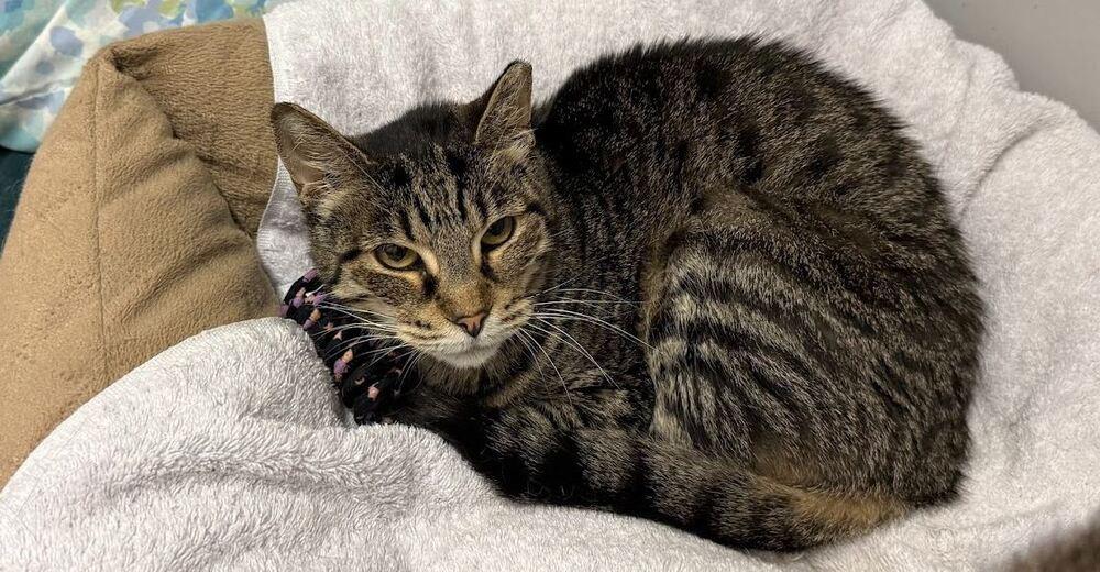 Mystery, a Adoptable Domestic Short Hair in Hudson, NH image 2/2