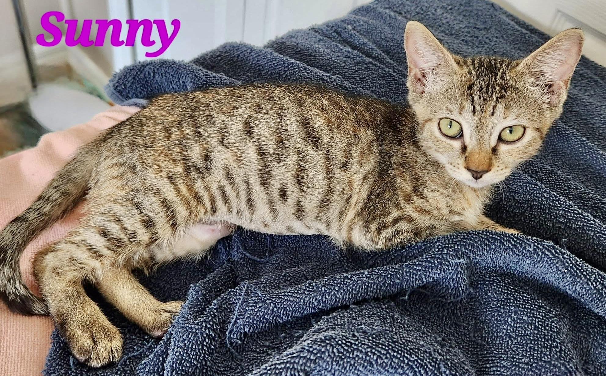 Enlarge Sunny, a Adoptable Tabby in New Port Richey, FL image 1/1