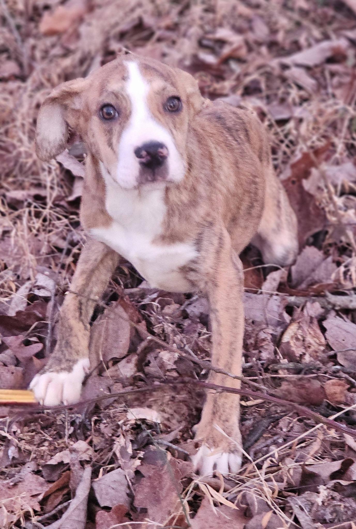 Enlarge Chipmunk, a ADOPTABLE Bulldog in Fort Payne, AL image 2/4