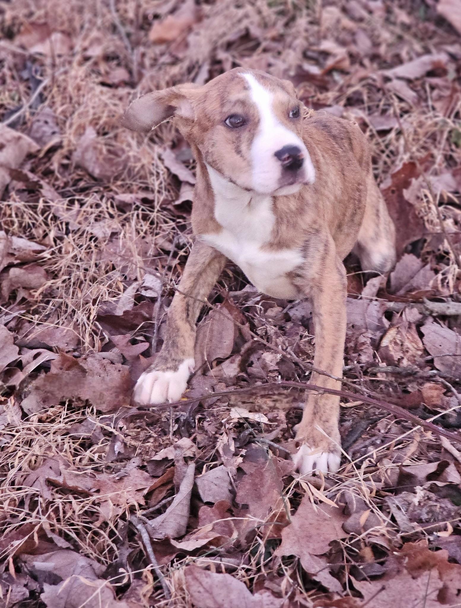 Enlarge Chipmunk, a ADOPTABLE Bulldog in Fort Payne, AL image 3/4