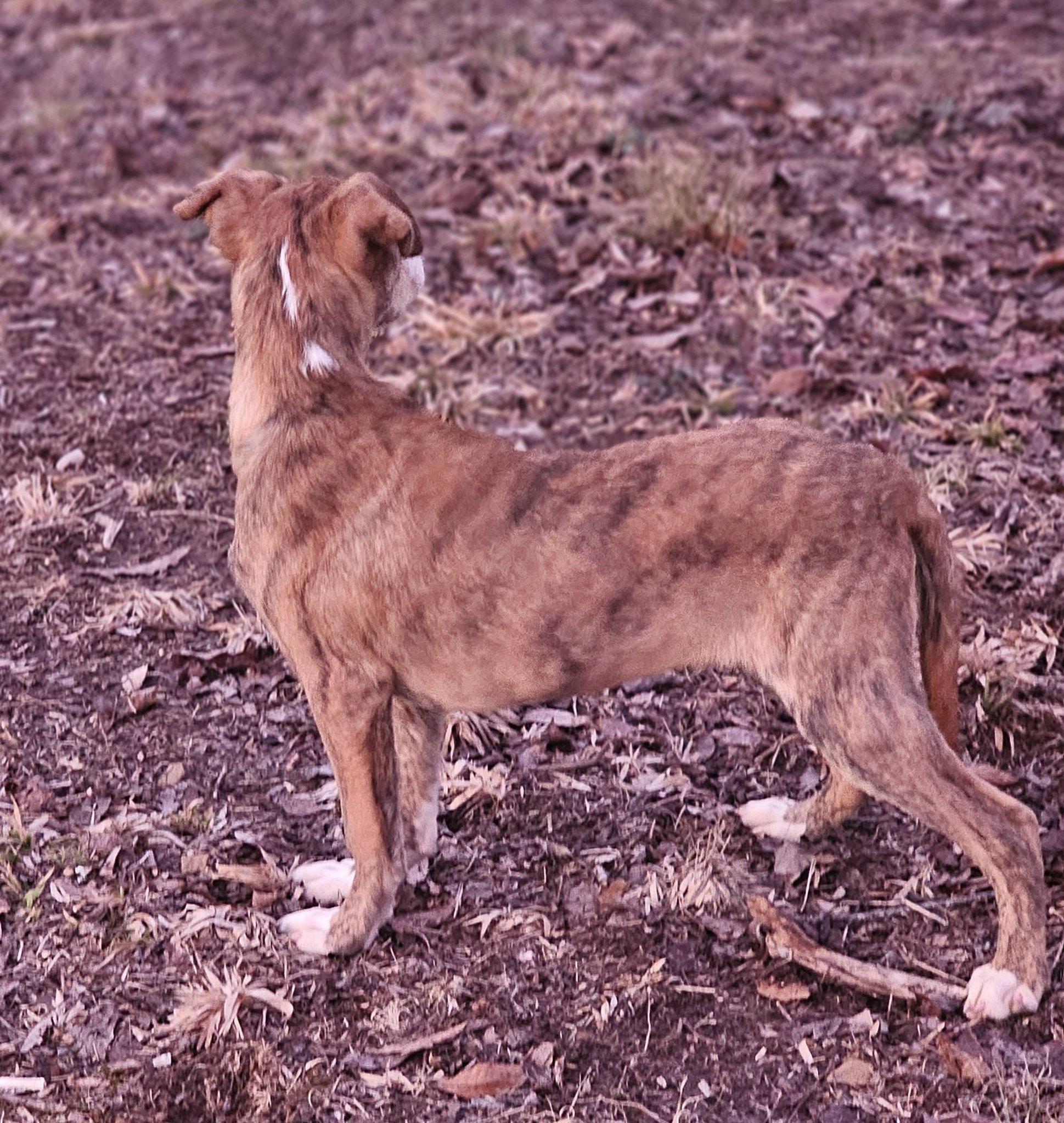 Enlarge Chipmunk, a ADOPTABLE Bulldog in Fort Payne, AL image 4/4