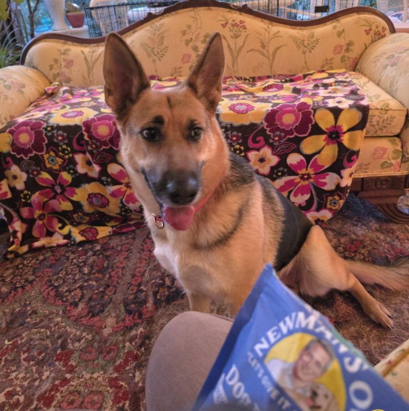 Taffy, Adopted, Young Female German Shepherd Dog.