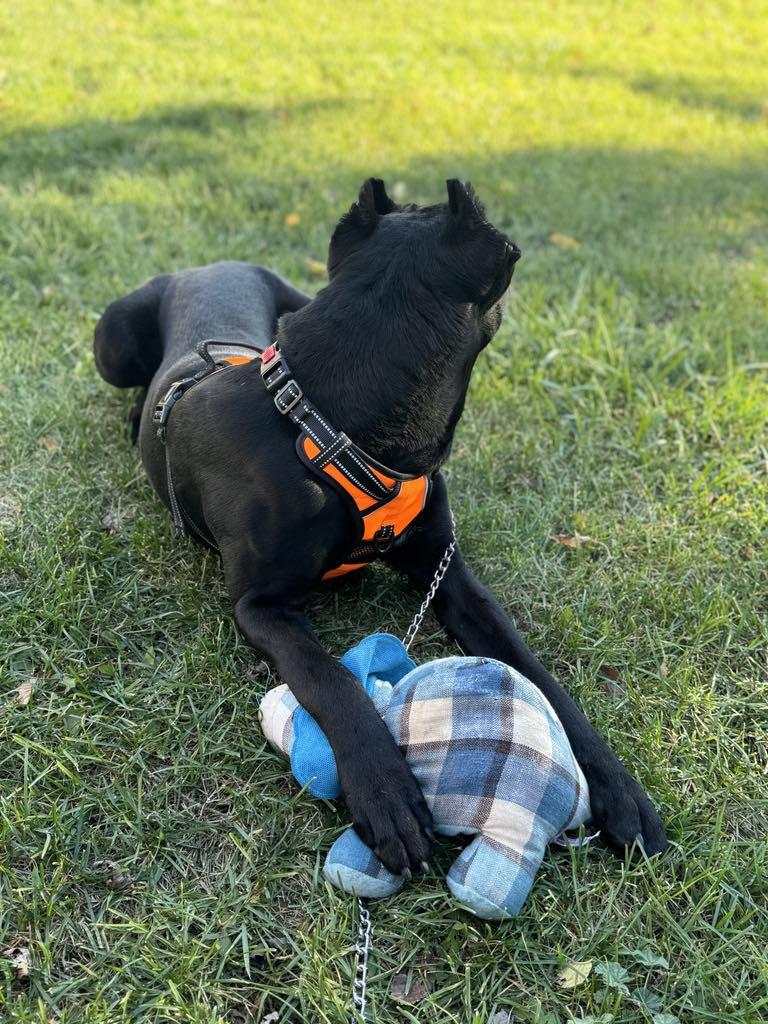 Onyx, a Adopted mixed breed in Janesville, WI image 4/6