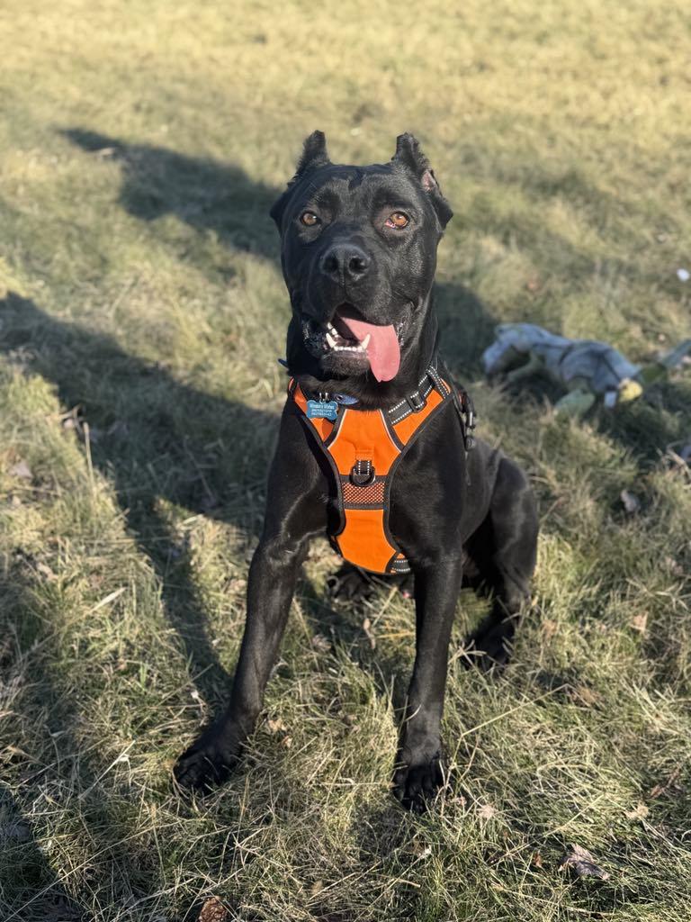 Onyx, Adopted, Young Male Cane Corso.