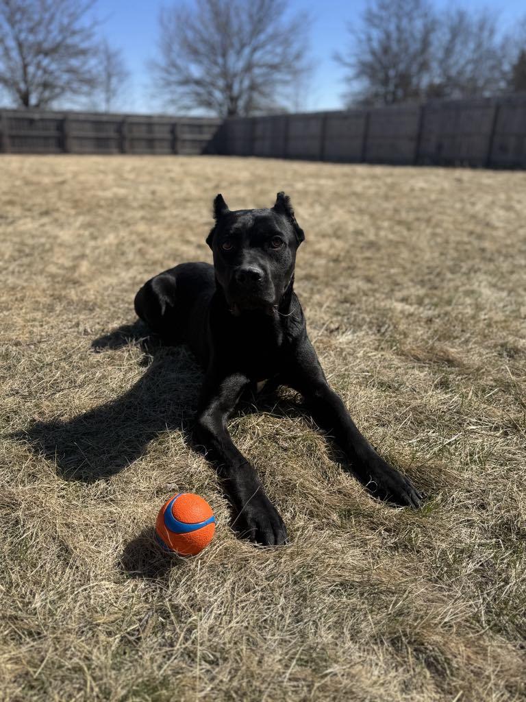 Onyx, a Adopted mixed breed in Janesville, WI image 6/6