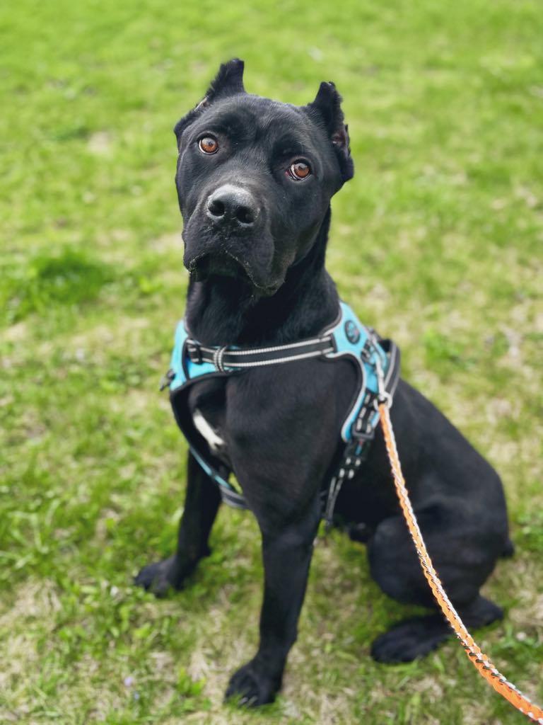 Onyx, a Adopted mixed breed in Janesville, WI image 5/6