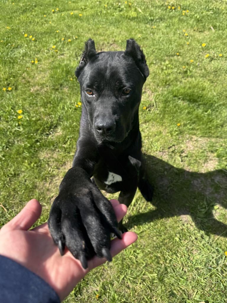 Onyx, a Adopted mixed breed in Janesville, WI image 2/6