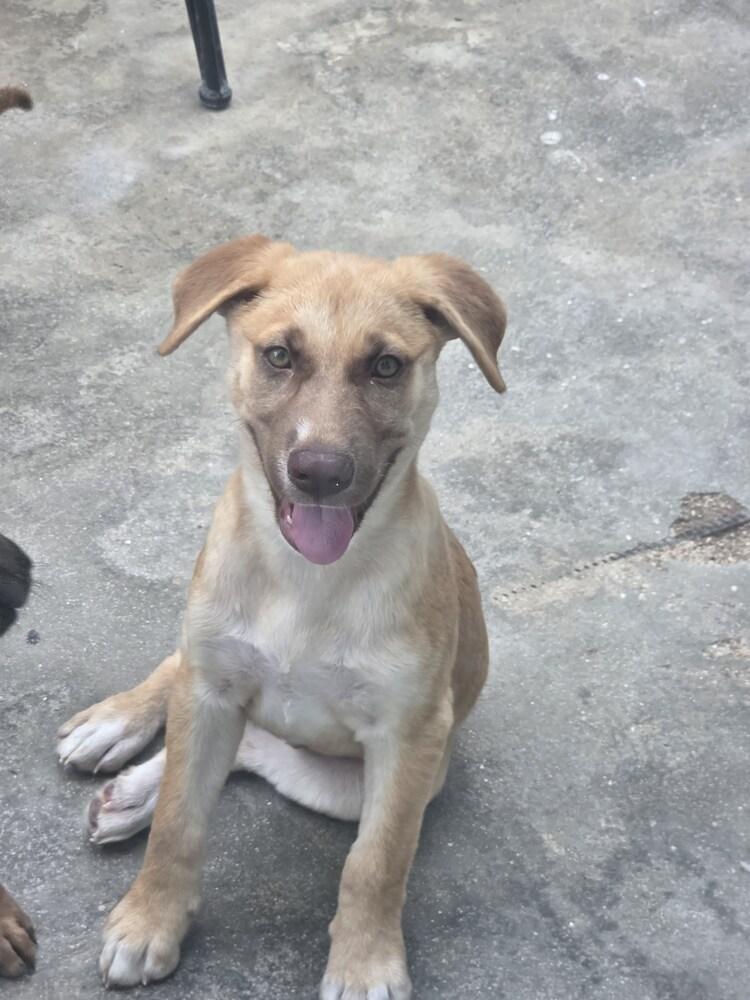 Dominic, Adopted, Puppy Male Mixed Breed & Labrador Retriever.