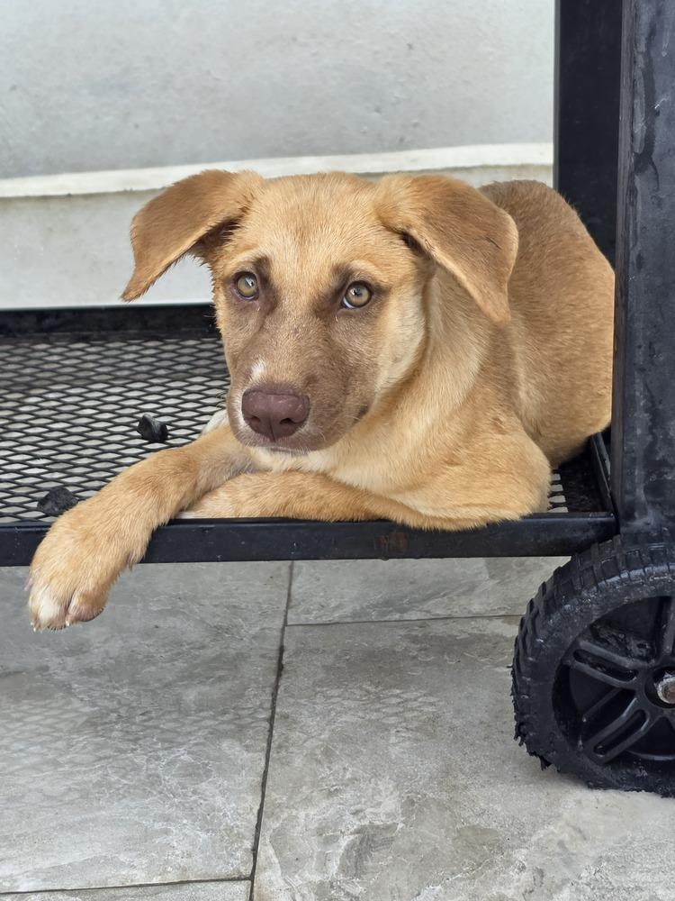 Enlarge Dominic, a Adopted mixed breed in Naranjito, PR image 2/3