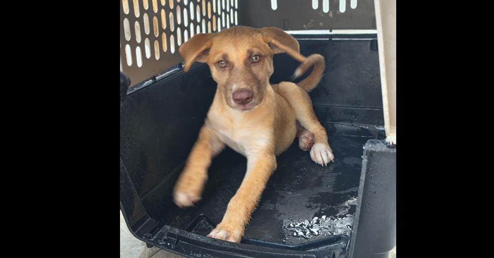 Enlarge Dominic, a Adopted mixed breed in Naranjito, PR image 3/3