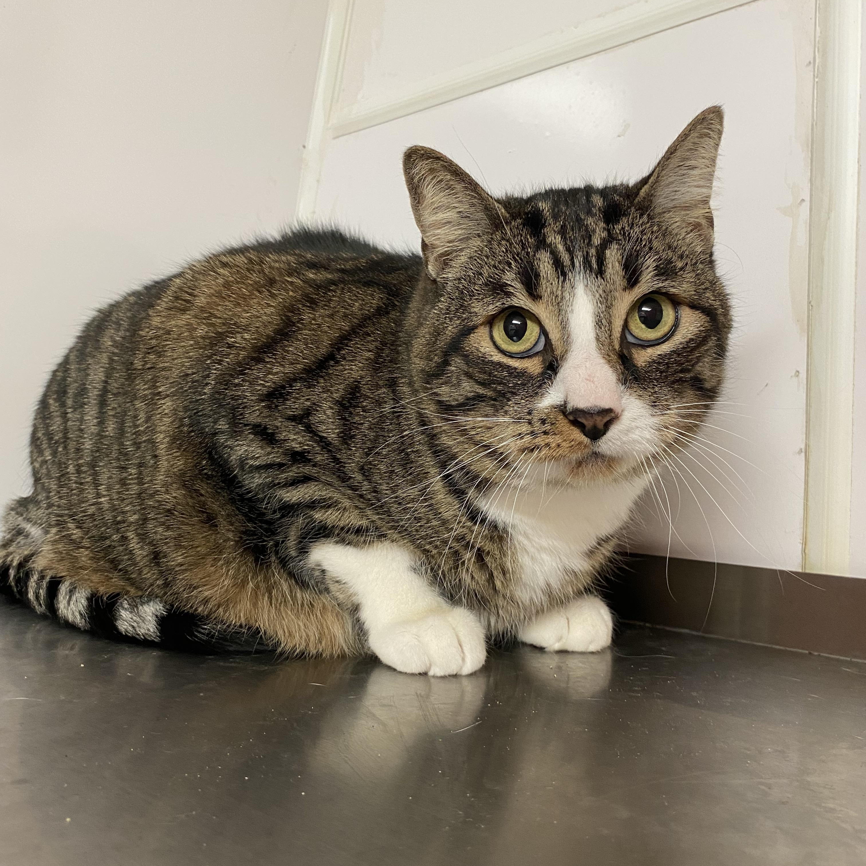 CECILE, adoptable, Adult Male American Shorthair.