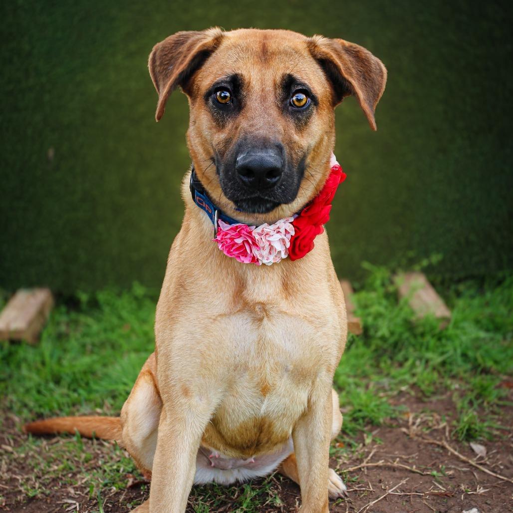 Piper, Adoptable, Adult Female Mixed Breed.