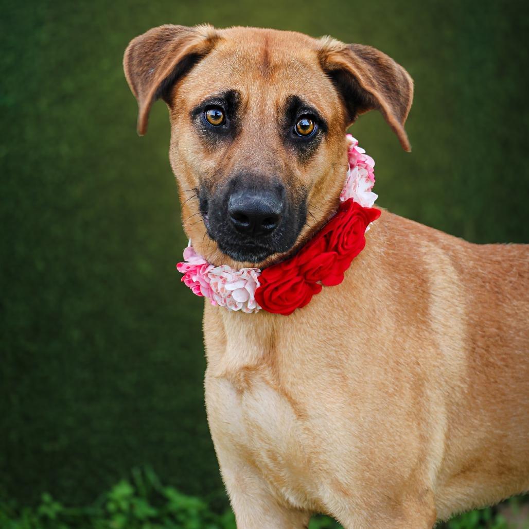 Piper, a Adoptable Mixed Breed in Lake Jackson, TX image 2/2
