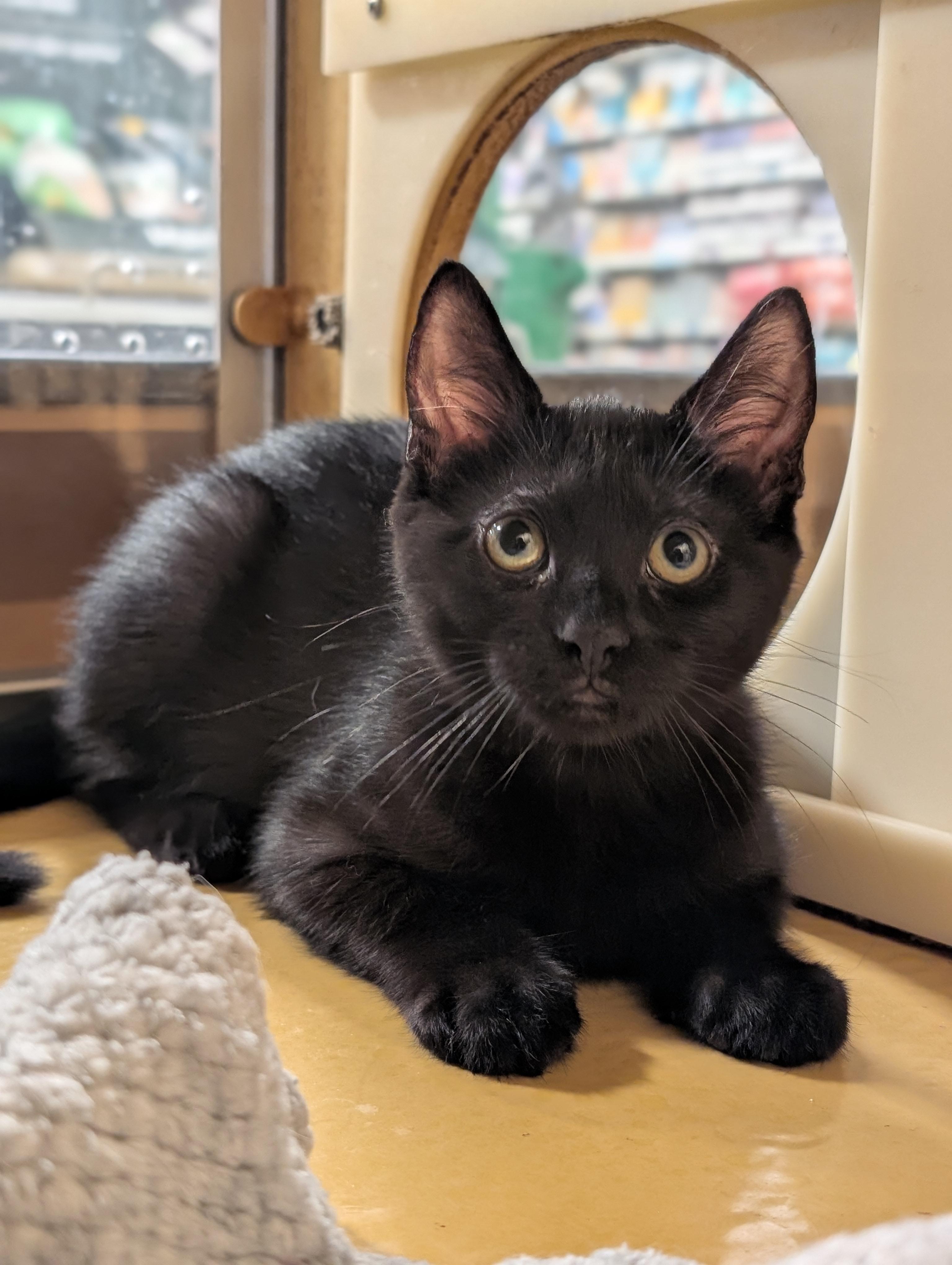 Enlarge Luna, an adopted mixed breed in Pearland, TX image 1/6