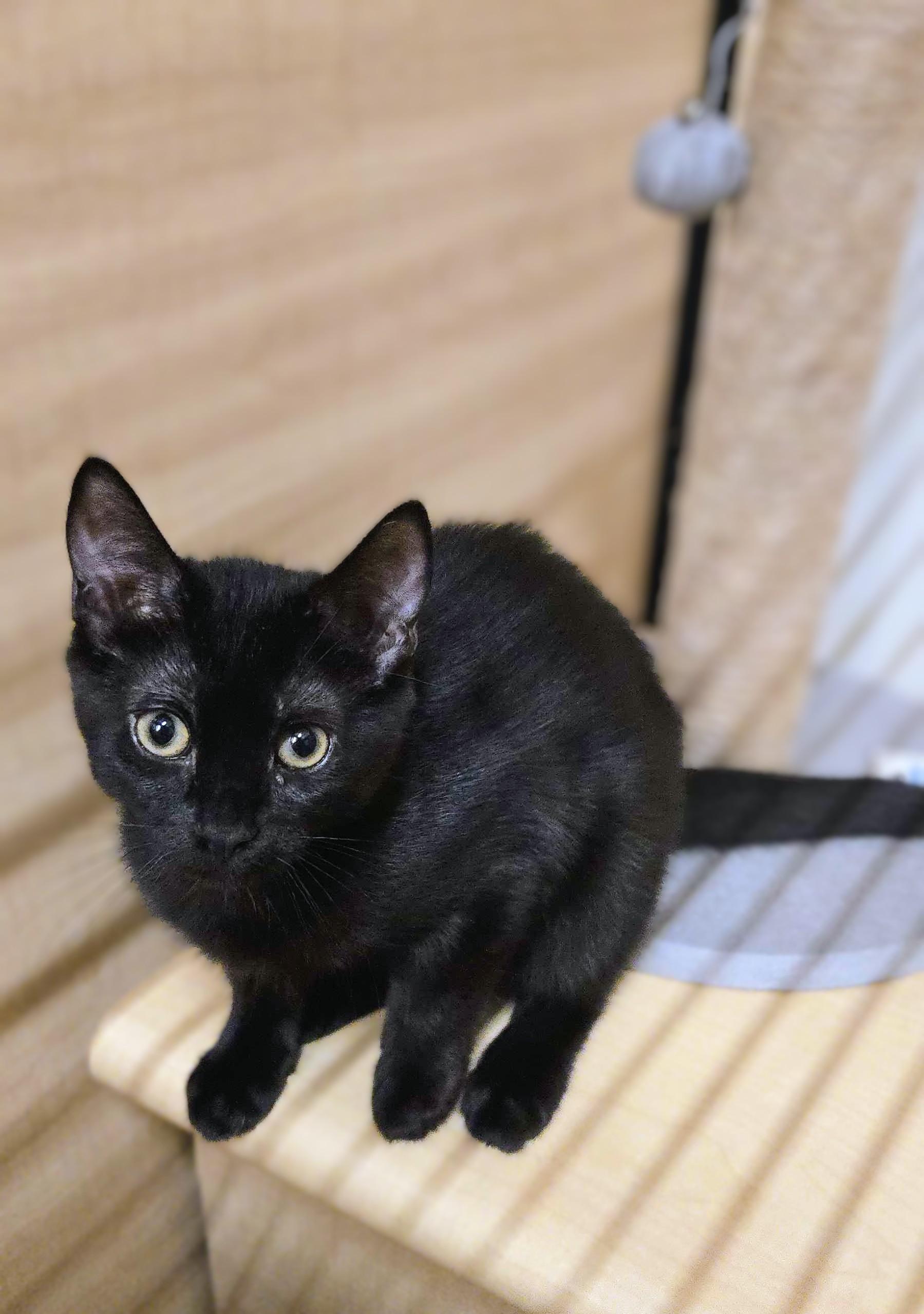 Enlarge Luna, an adopted mixed breed in Pearland, TX image 3/6