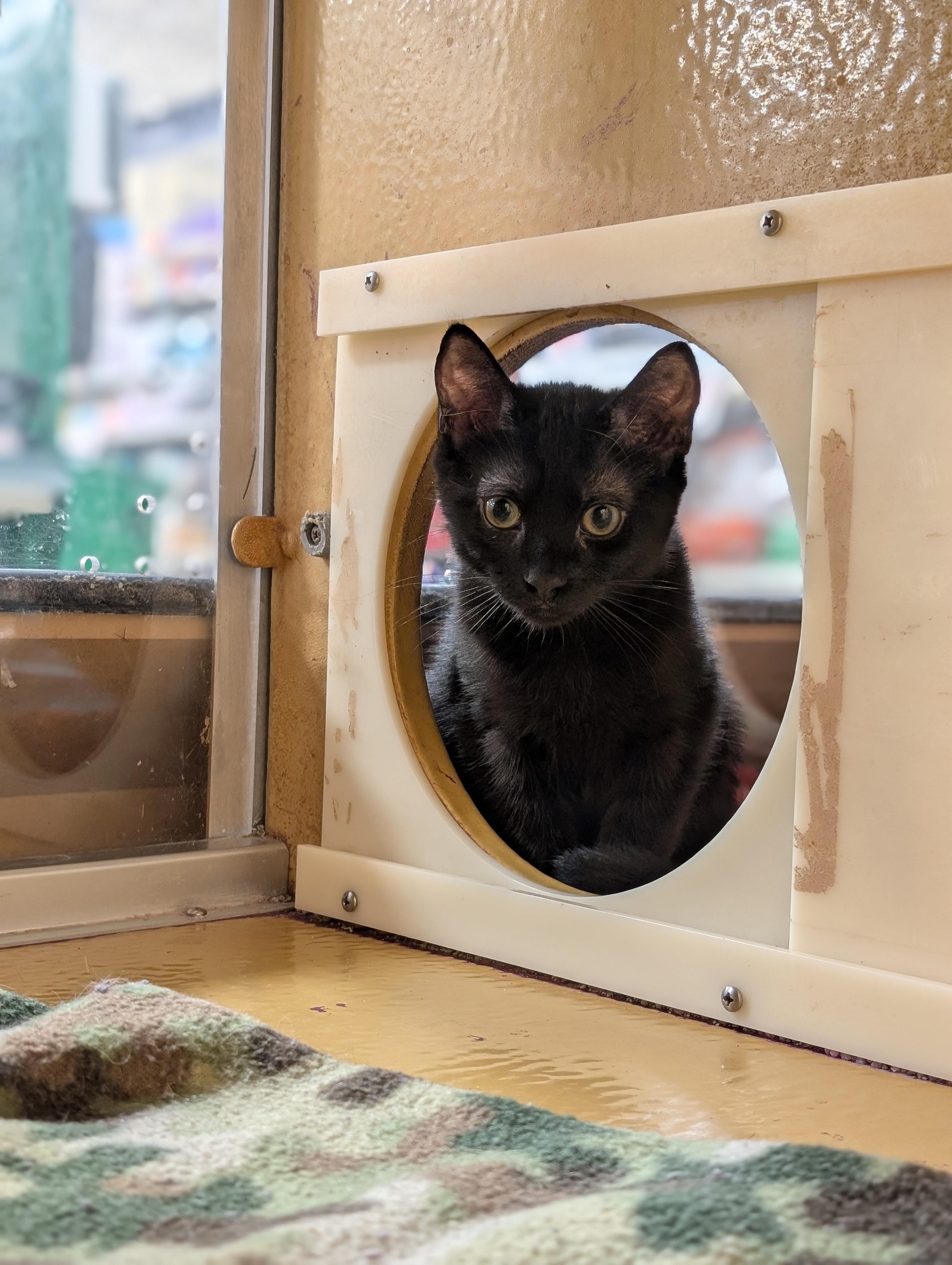 Enlarge Luna, an adopted mixed breed in Pearland, TX image 4/6