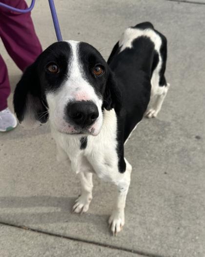 Enlarge Peppermint, a Adoptable mixed breed in King William, VA image 1/1