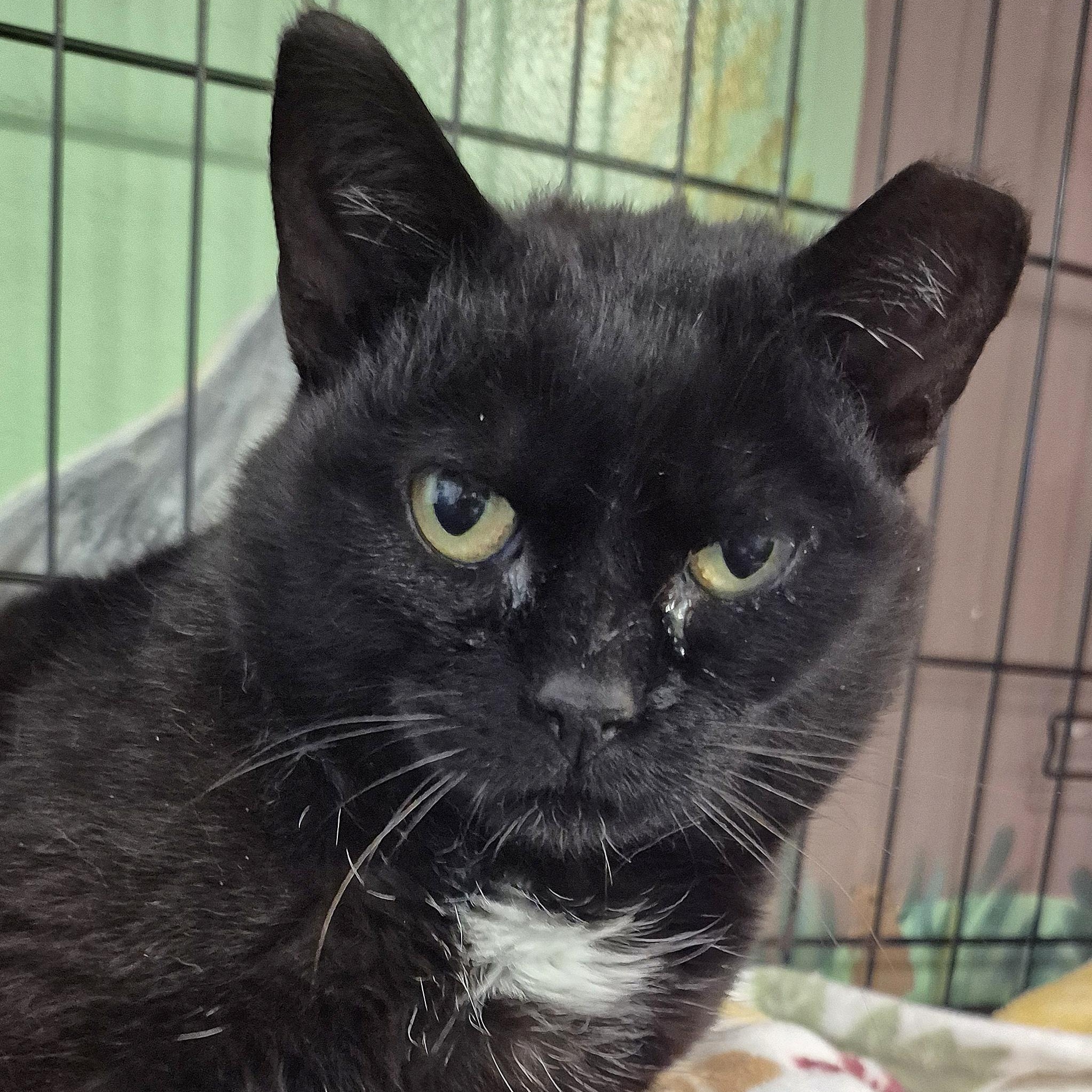 Patricia, ADOPTABLE, Adult Female Domestic Short Hair.