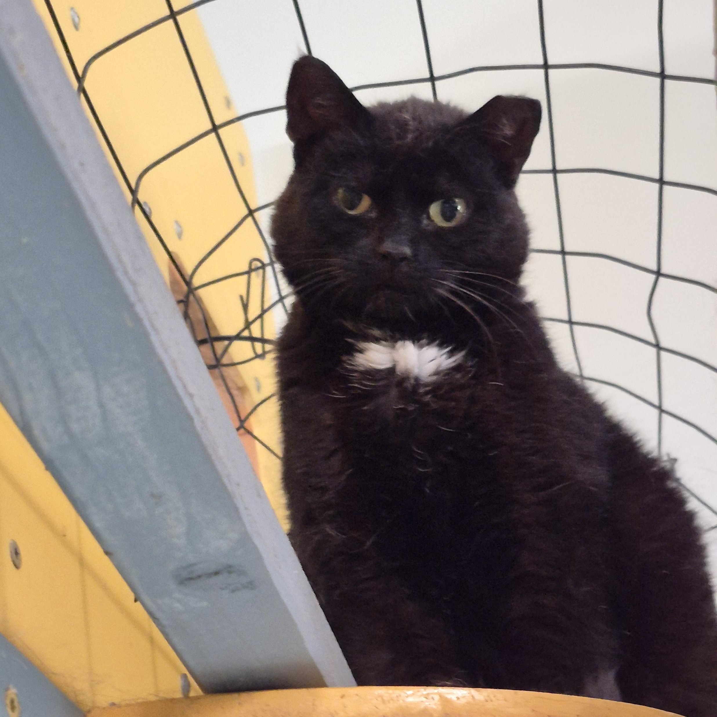 Patricia, a ADOPTABLE Domestic Short Hair in Tioga, PA image 4/5