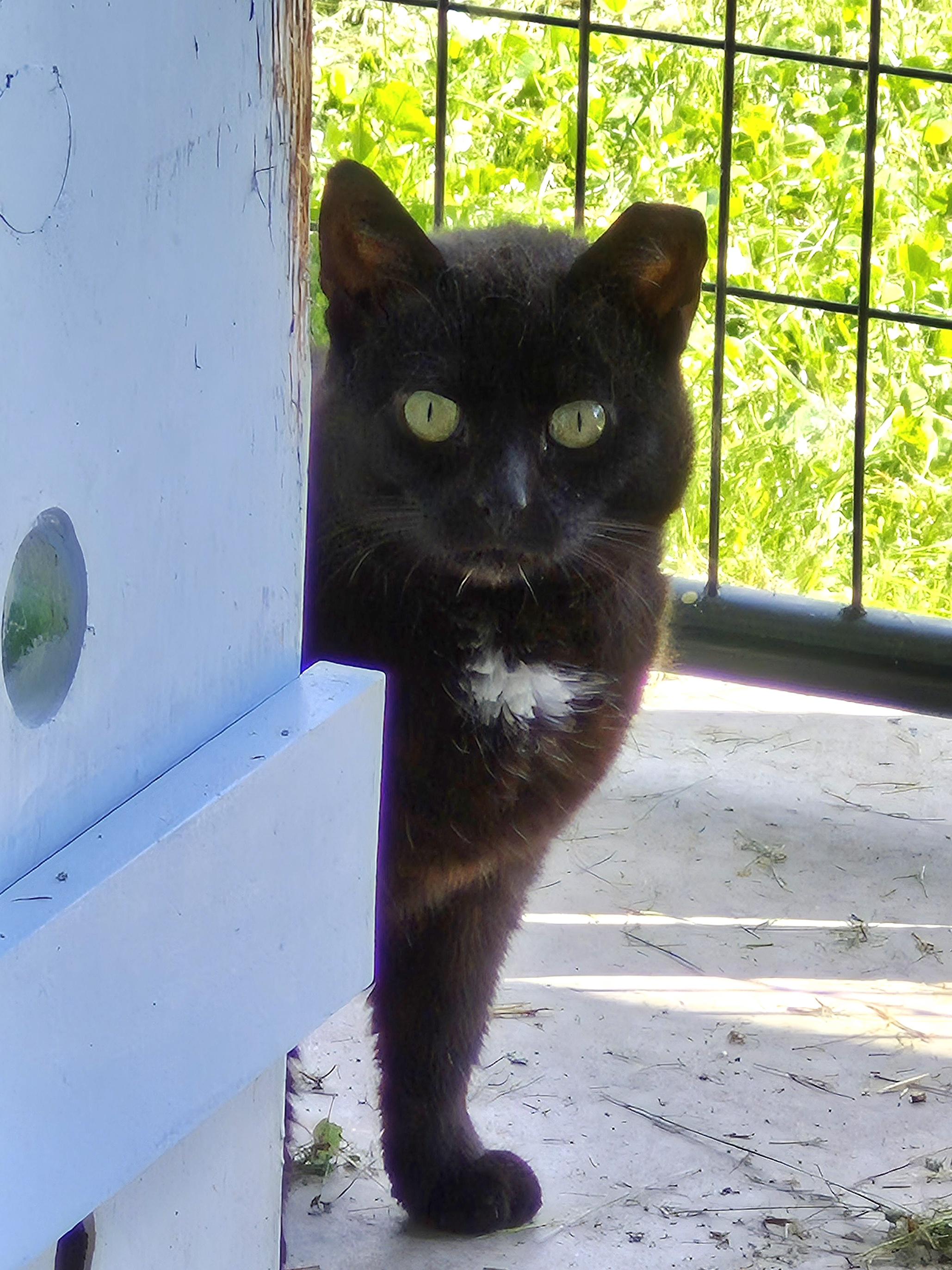 Patricia, a ADOPTABLE Domestic Short Hair in Tioga, PA image 2/5