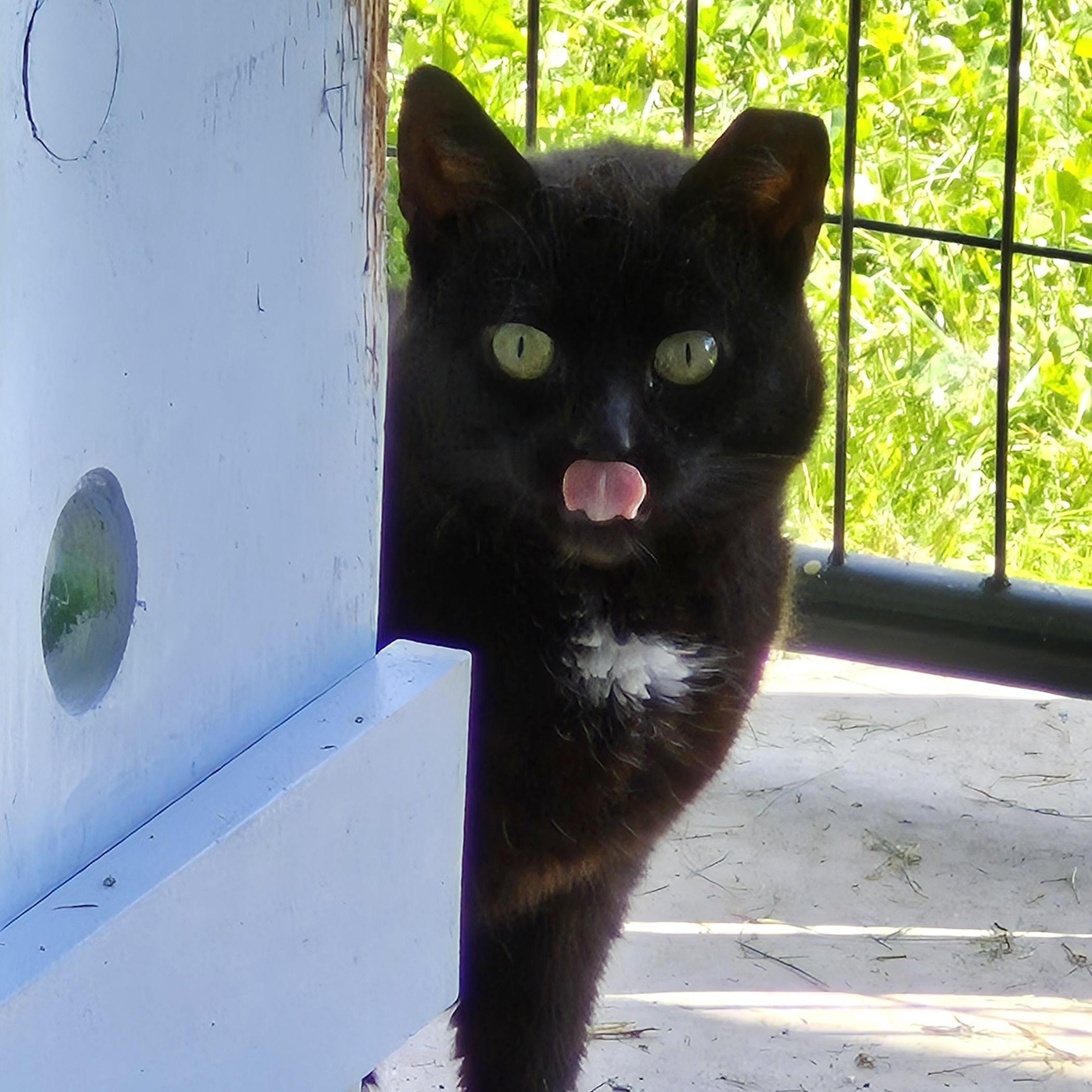 Patricia, a ADOPTABLE Domestic Short Hair in Tioga, PA image 3/5