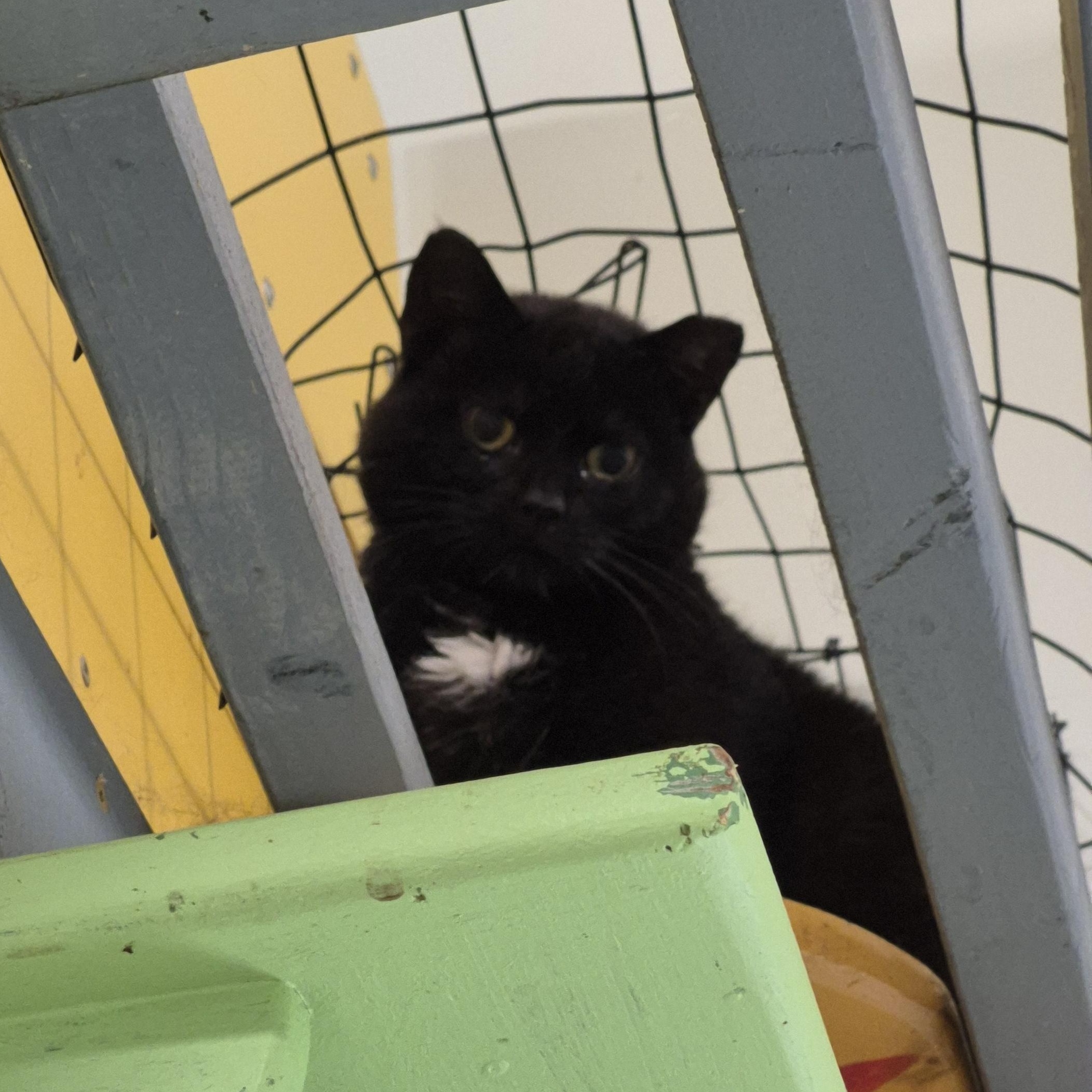Patricia, a ADOPTABLE Domestic Short Hair in Tioga, PA image 5/5