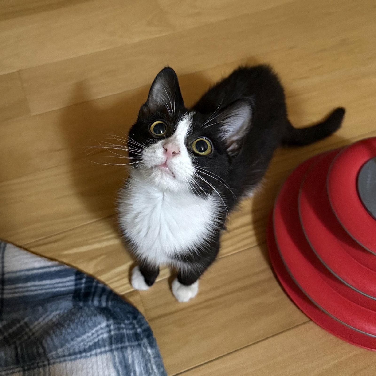 Enlarge Peanut, a Adoptable mixed breed in Winchendon, MA image 1/3
