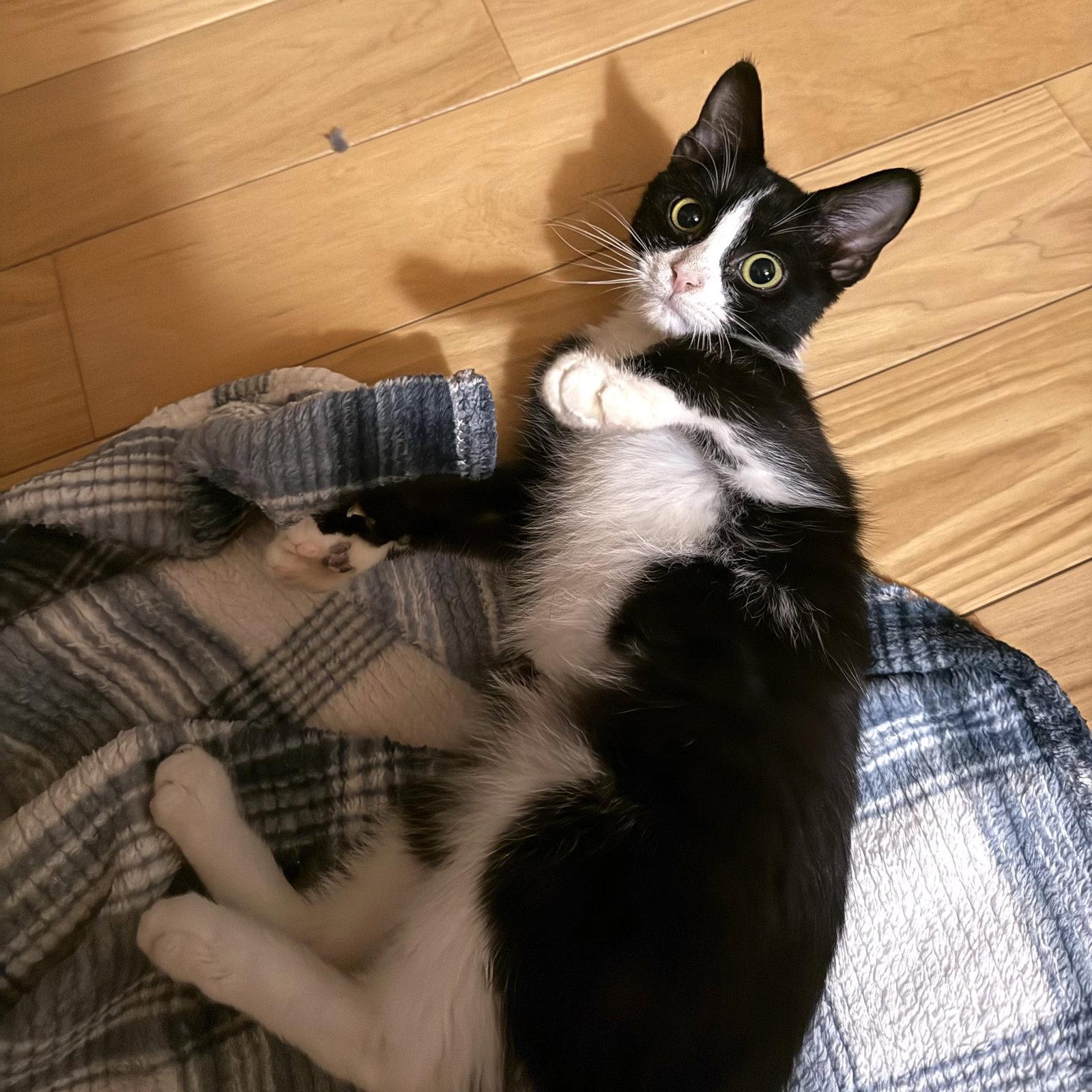 Enlarge Peanut, a Adoptable mixed breed in Winchendon, MA image 2/3