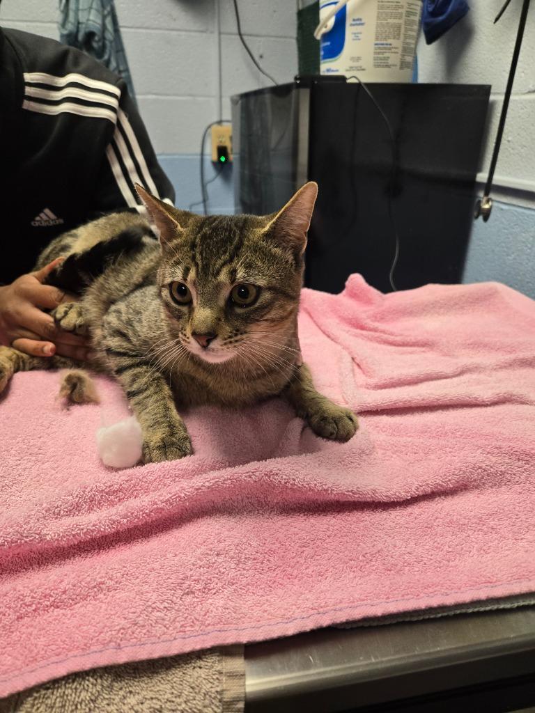 Tyler, Adoptable, Young Male Domestic Short Hair.