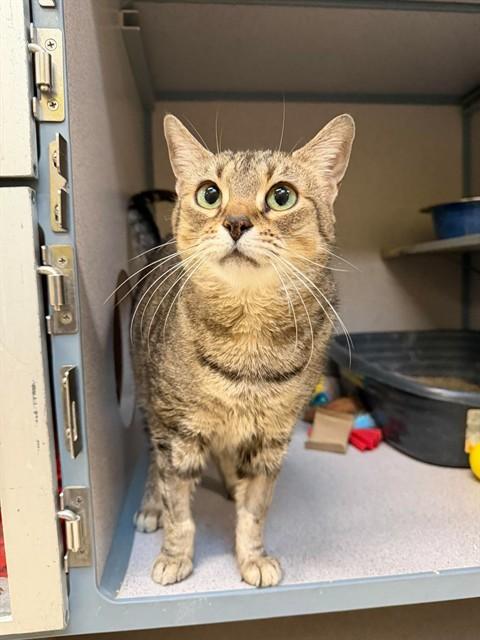 Enlarge GLORIA, a Adoptable Domestic Short Hair in Aliquippa, PA image 1/1