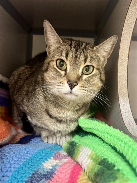 GLORIA, Adoptable, Adult Female Domestic Short Hair.