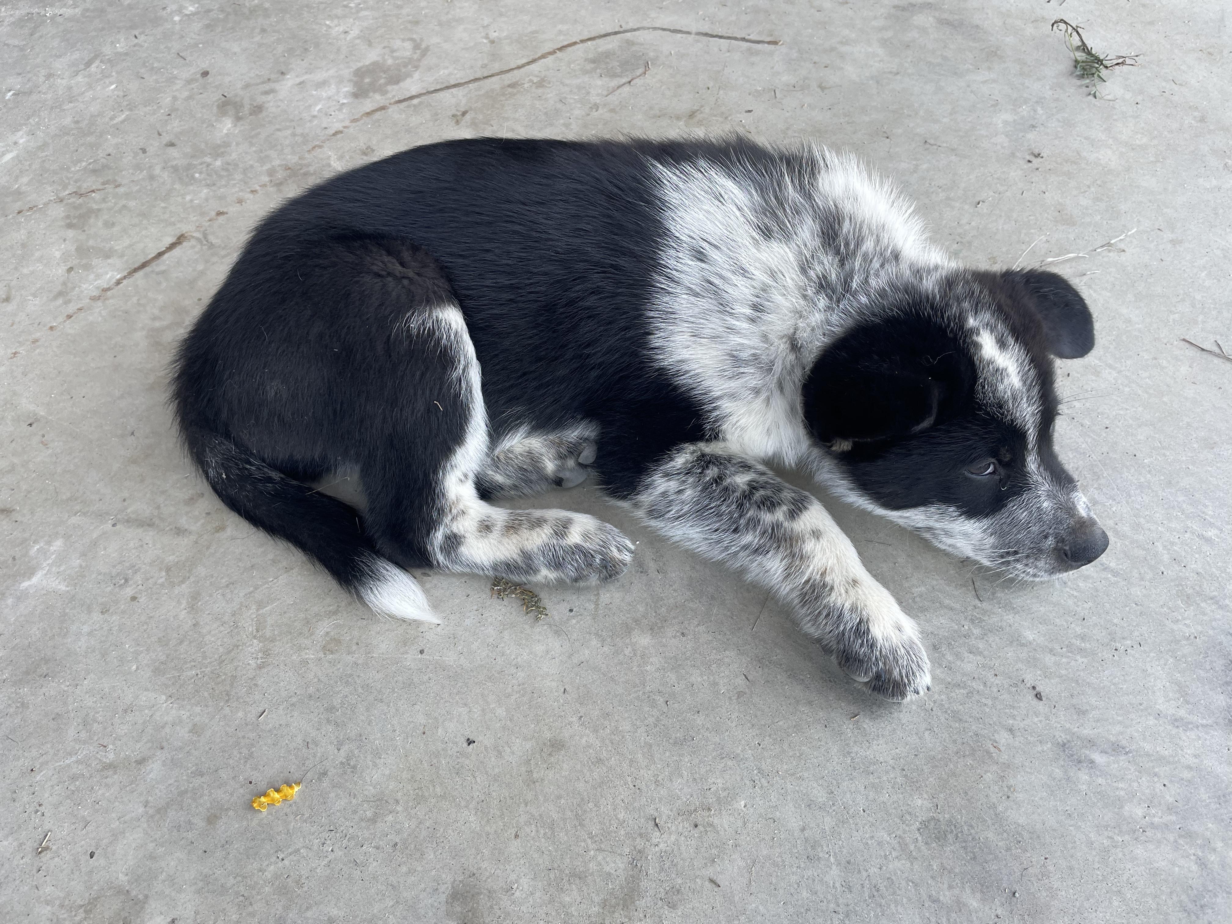 Enlarge Sylvester, an adopted mixed breed in Sonora, CA image 2/2