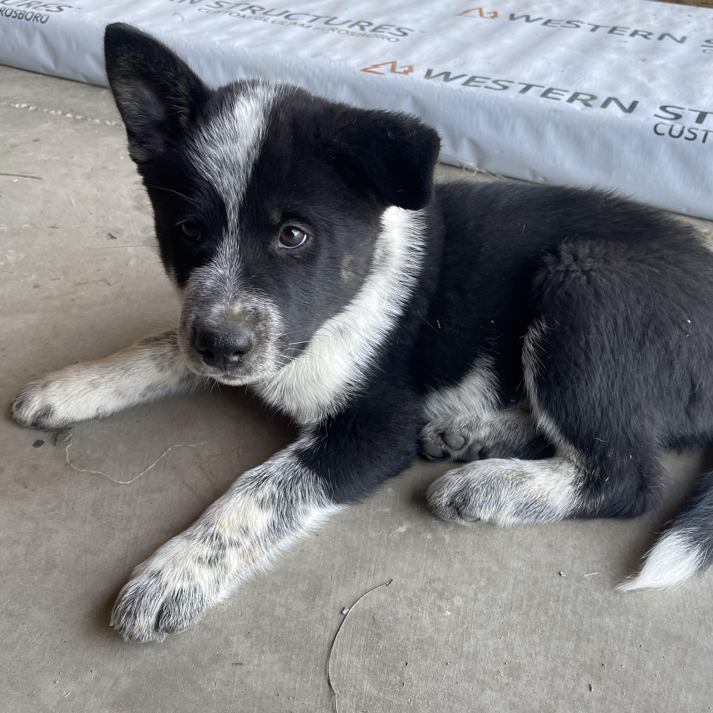 Enlarge Sylvester, an adopted mixed breed in Sonora, CA image 1/2