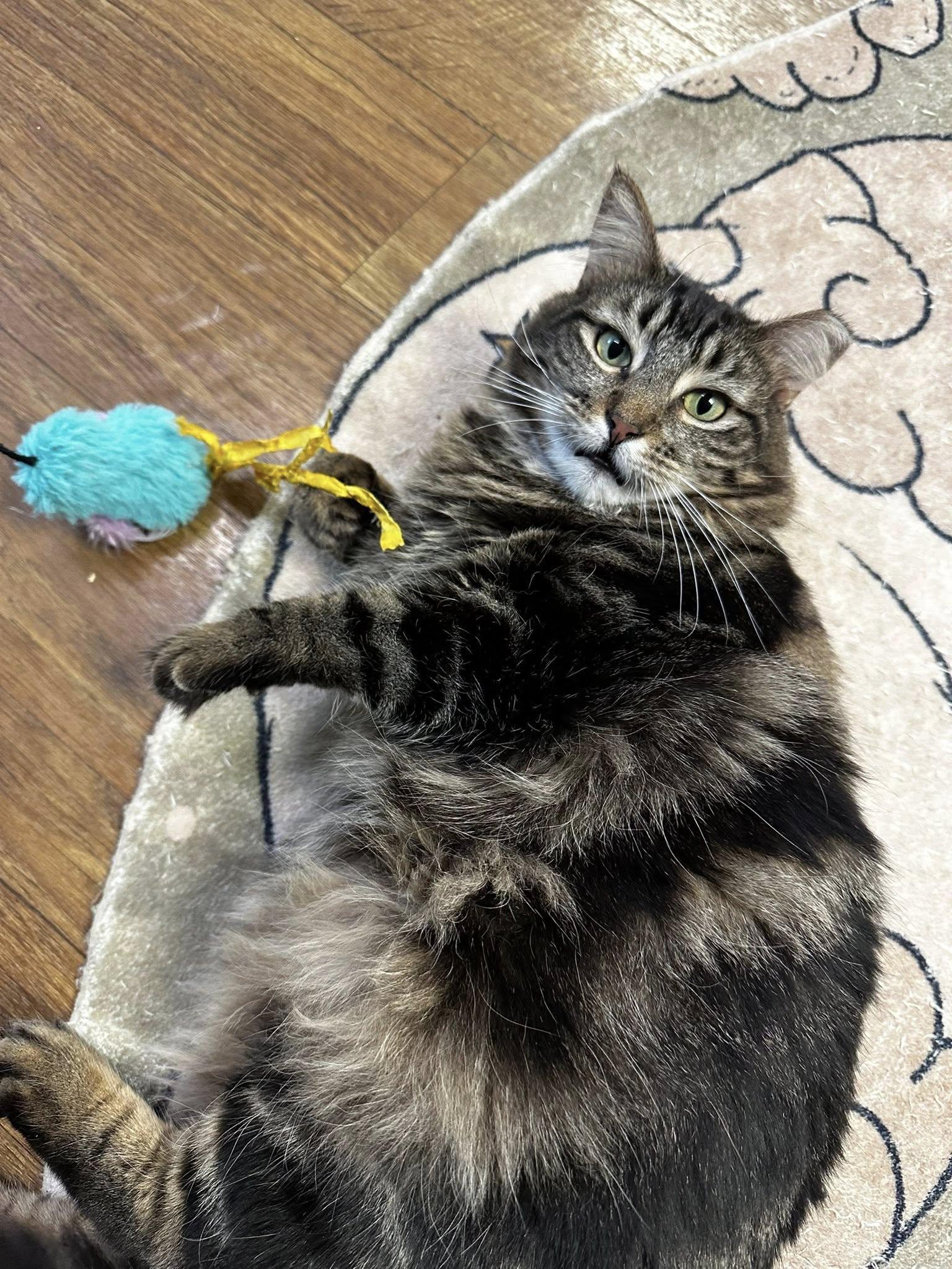 Enlarge Roo & Widow, a ADOPTABLE Domestic Medium Hair in McDonald, PA image 2/3