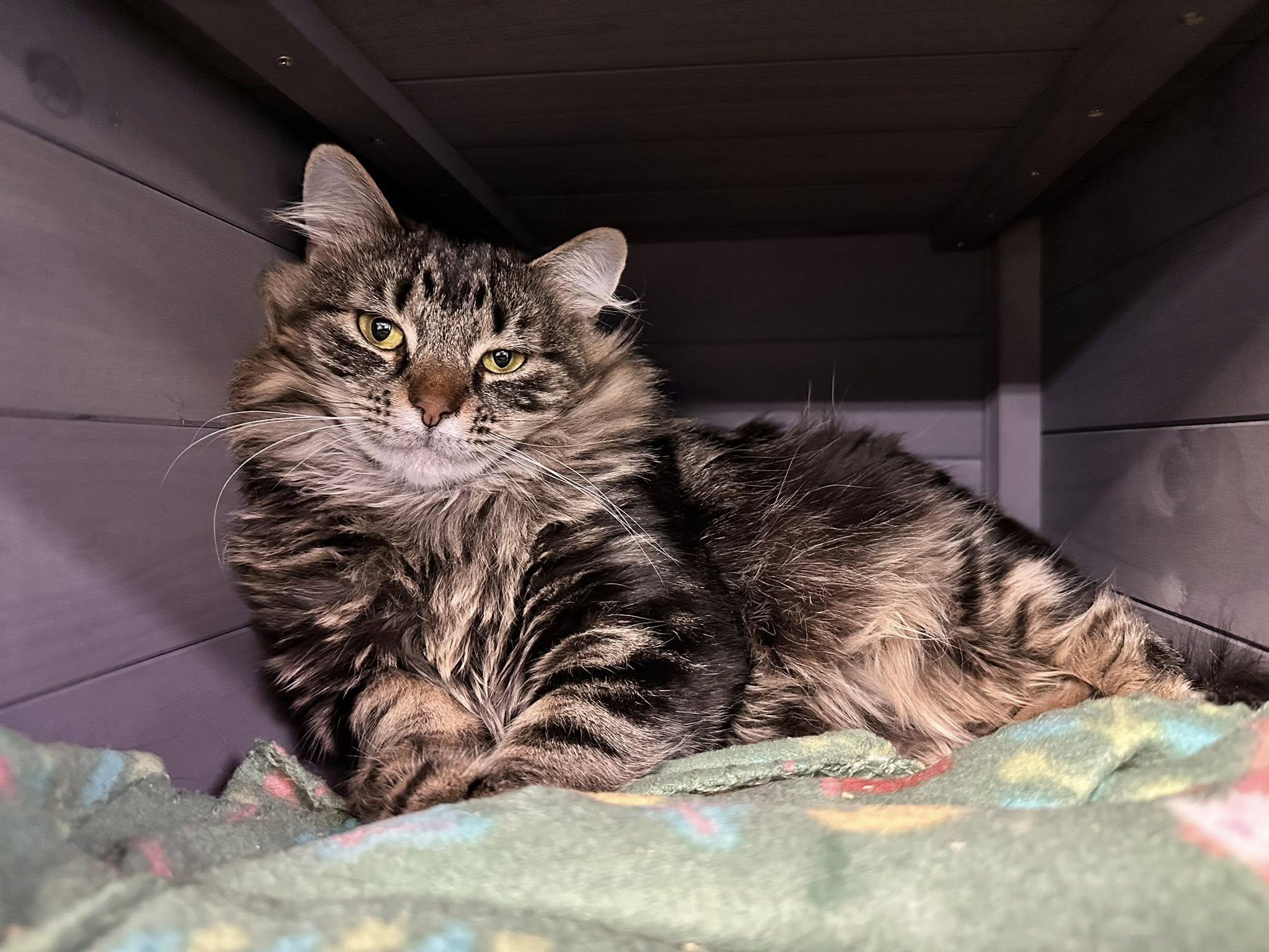 Enlarge Roo & Widow, a ADOPTABLE Domestic Medium Hair in McDonald, PA image 3/3