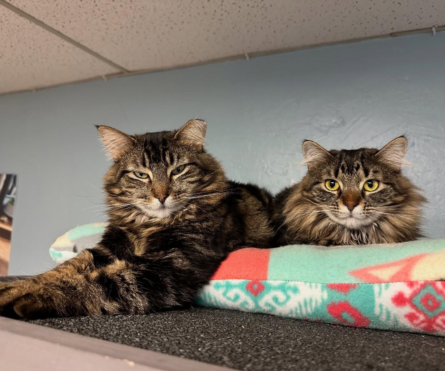 Roo & Widow, ADOPTABLE, Adult Female Domestic Medium Hair.