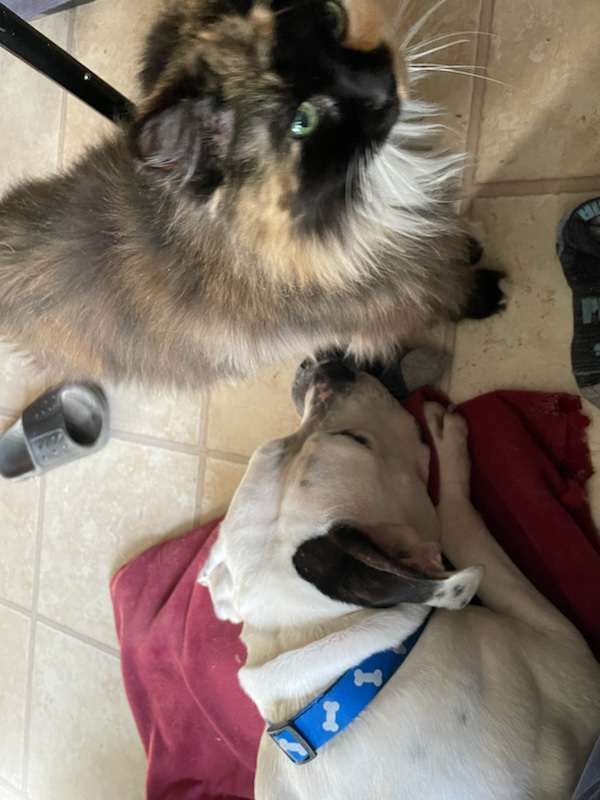 Jory, a Adopted Pit Bull Terrier in Concord, CA image 2/6