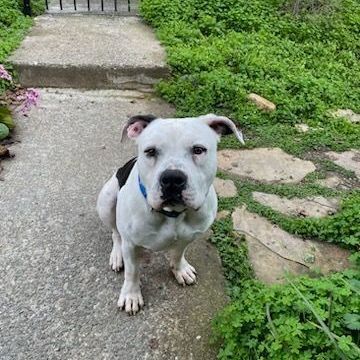 Jory, a Adopted Pit Bull Terrier in Concord, CA image 3/6