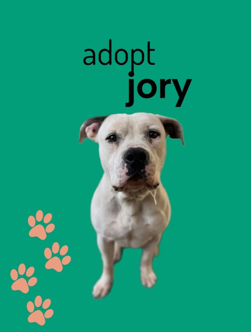 Jory, a Adopted Pit Bull Terrier in Concord, CA image 4/6
