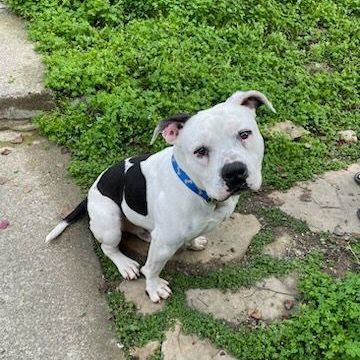 Jory, a Adopted Pit Bull Terrier in Concord, CA image 6/6