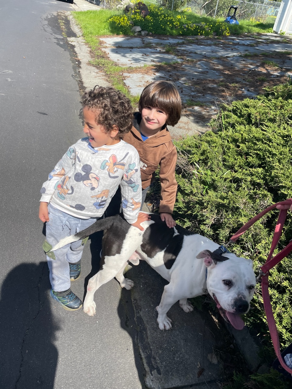 Jory, a Adopted Pit Bull Terrier in Concord, CA image 5/6