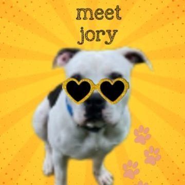 Jory, a Adopted Pit Bull Terrier in Concord, CA image 1/6