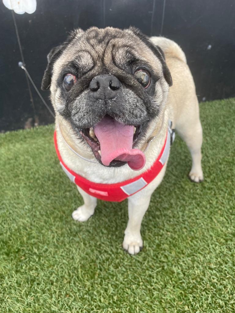 Riggs *special needs* *bonded to Elodie* / Elodie *bonded to Riggs*, Adoptable, Adult Male Pug.