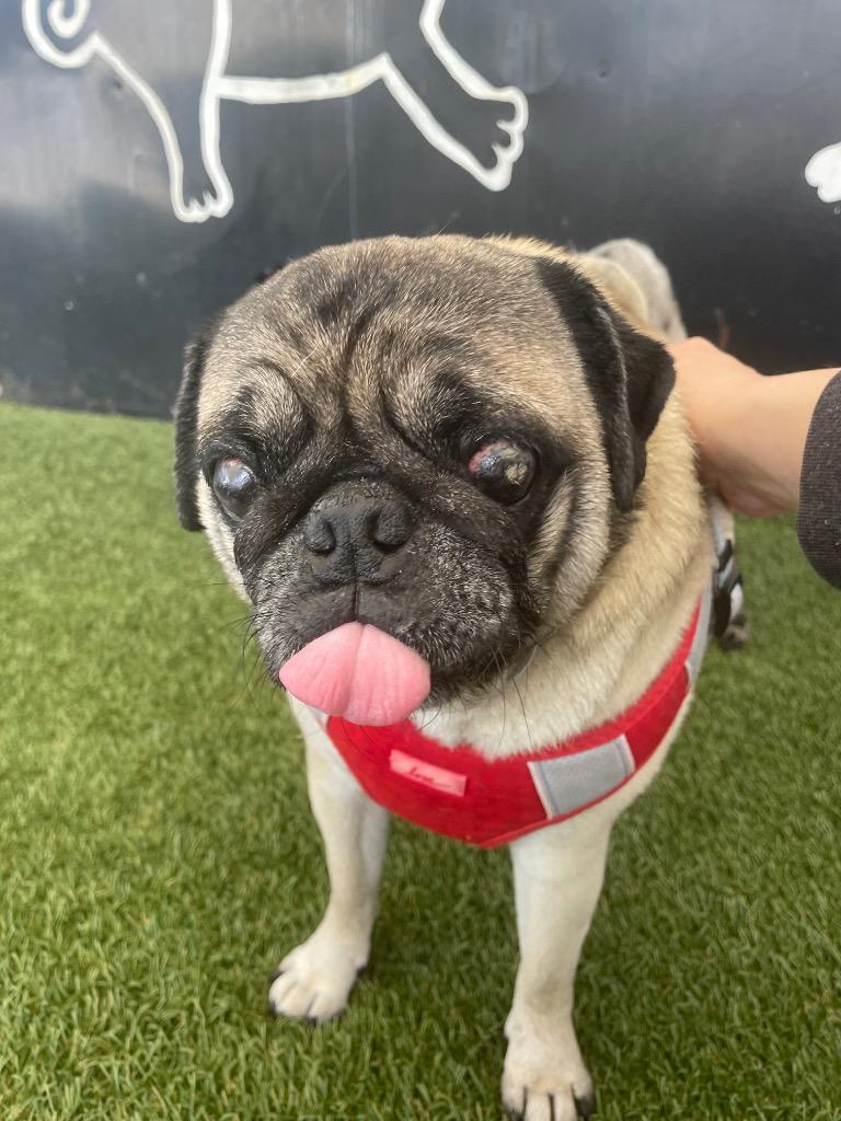 Enlarge Riggs *special needs* *bonded to Elodie* / Elodie *bonded to Riggs*, a Adoptable Pug in Gardena, CA image 2/6