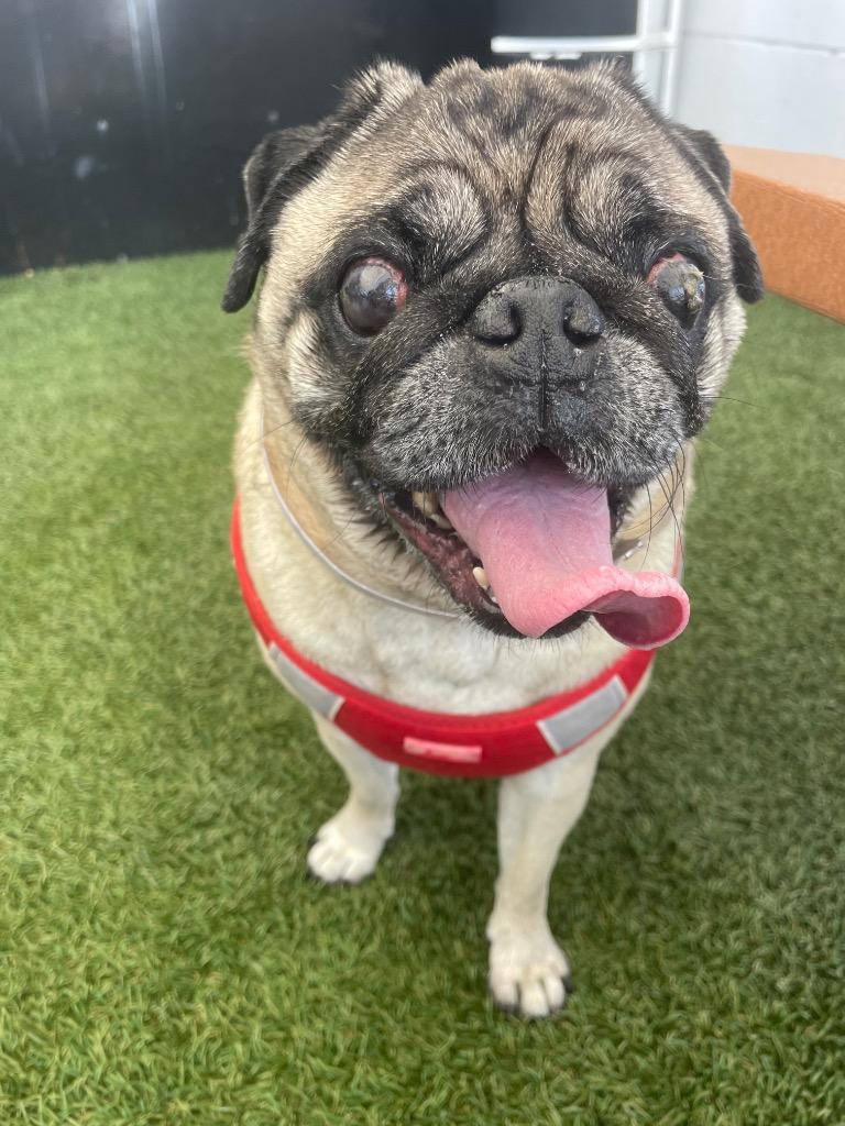 Enlarge Riggs *special needs* *bonded to Elodie* / Elodie *bonded to Riggs*, a Adoptable Pug in Gardena, CA image 3/6