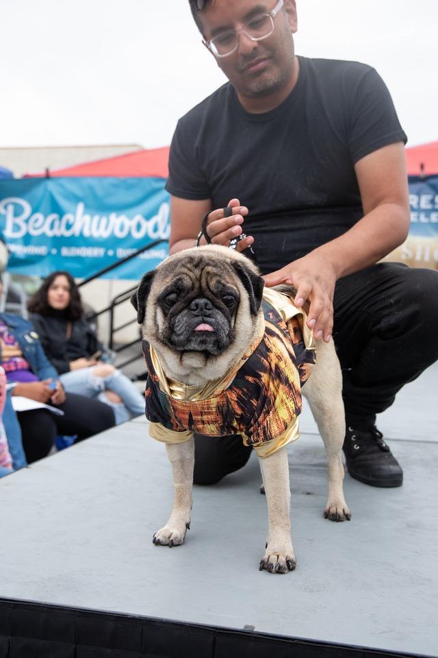 Enlarge Riggs *special needs* *bonded to Elodie* / Elodie *bonded to Riggs*, a Adoptable Pug in Gardena, CA image 4/6