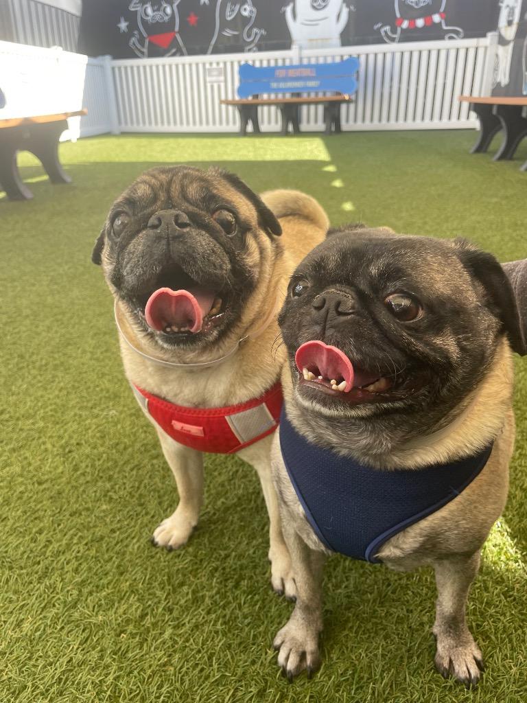 Enlarge Riggs *special needs* *bonded to Elodie* / Elodie *bonded to Riggs*, a Adoptable Pug in Gardena, CA image 5/6