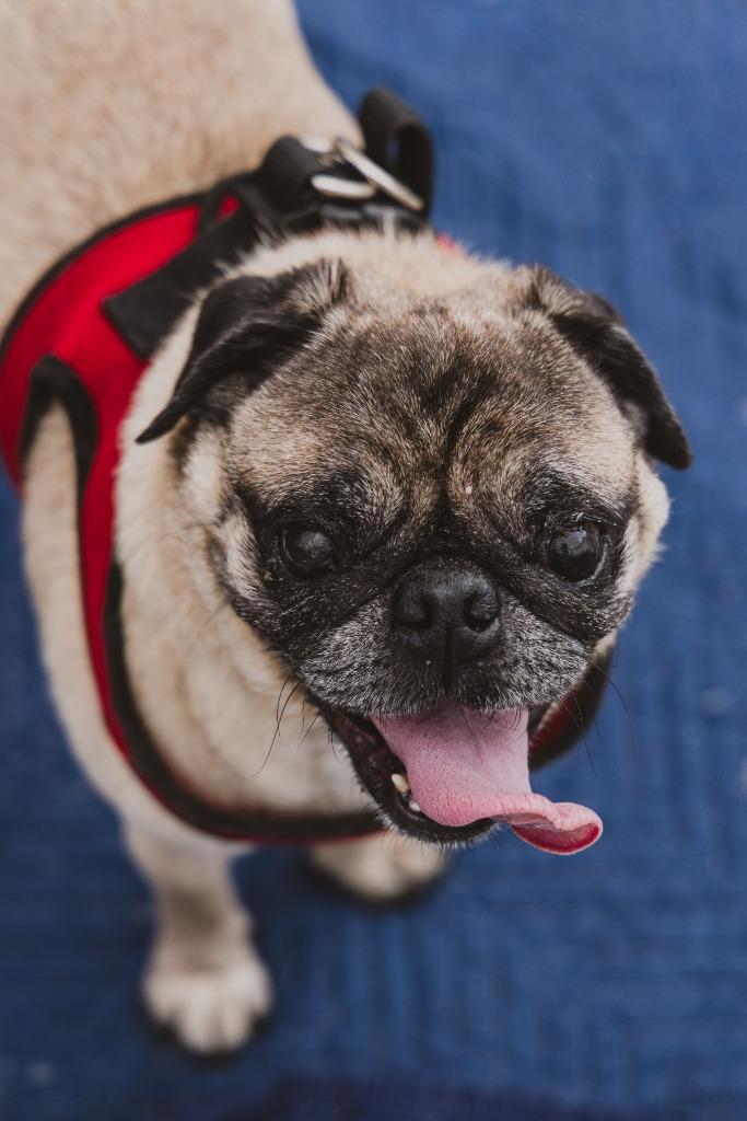 Enlarge Riggs *special needs* *bonded to Elodie* / Elodie *bonded to Riggs*, a Adoptable Pug in Gardena, CA image 6/6