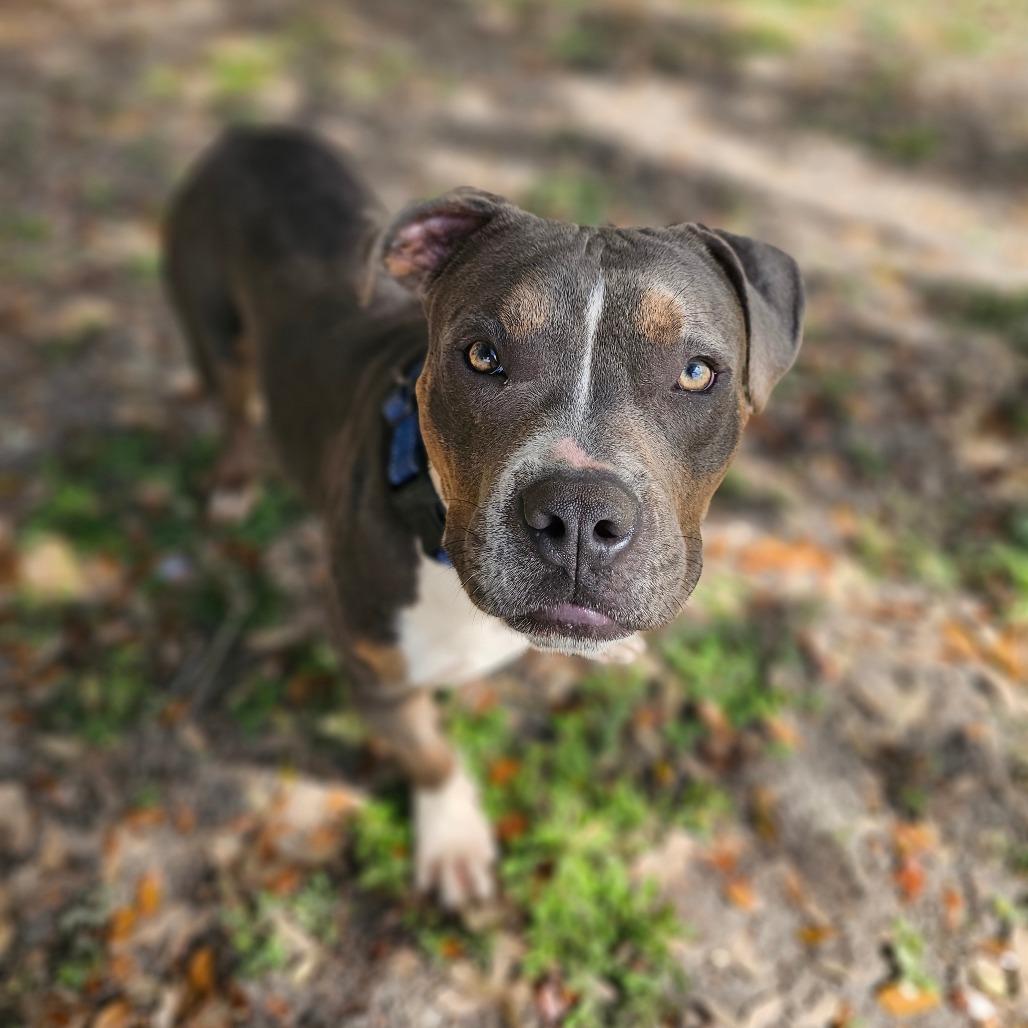 Rick James, Adoptable, Adult Male Mixed Breed.